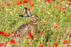 European Hare - in poppy meadow - Austria