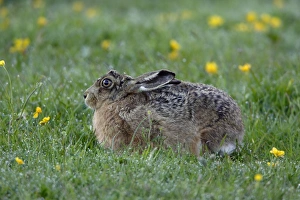 Images Dated 31st May 2006: European Hare-resting in dew covered meadow, Northumberland UK