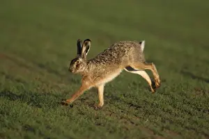 European Hare- running over arable field, Neusiedler See NP, Austria