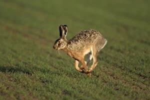 European Hare - running over arable field
