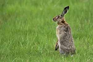 European hare standing upright - Austria