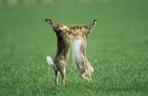 European Hare x 2 Boxing