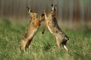Images Dated 2nd July 2007: European Hare - x2 boxing