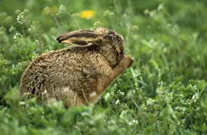 European Hare - young cleaning itself