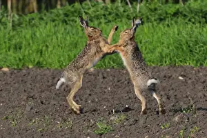 Austria Prints: European hares boxing - mating season, Austria