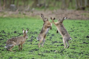 Images Dated 1st April 2009: European Hares - give high five - fighting in mating season