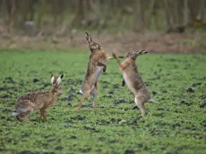 Boxing Prints: European Hares - give high five - fighting in mating season Austria