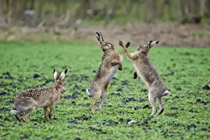 Austria Prints: European Hares - give high five - fighting in mating season - Austria