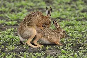 European hares - mating, Austria
