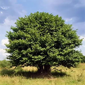 Hazels Prints: European Hazel