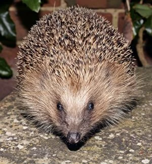 Images Dated 6th August 2013: European Hedgehog
