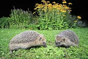 Images Dated 12th September 2008: European Hedgehog - 2 animals in garden feeding at night