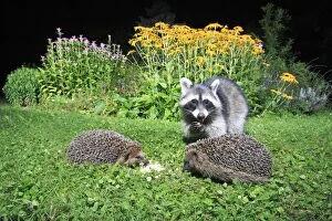 European Hedgehog - 2 animals in garden with raccoon, (Procyon lotor), feeding at night