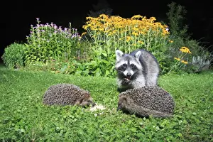 Racoon Prints: European Hedgehog - 2 animals in garden with racoon