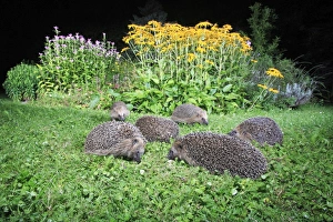 Images Dated 1st September 2008: European Hedgehog - 6 animals in garden feeding at night