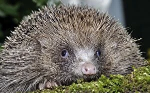 Images Dated 13th June 2013: European Hedgehog