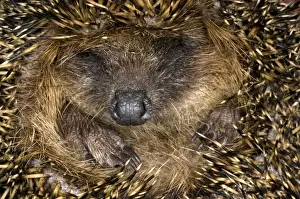 European Hedgehog - curled up in ball - Italy