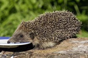 Images Dated 10th May 2005: European Hedgehog - drinking milk from plate
