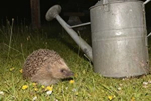 Images Dated 6th August 2013: European Hedgehog on grass lawn