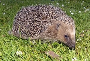 European Hedgehog on grass lawn