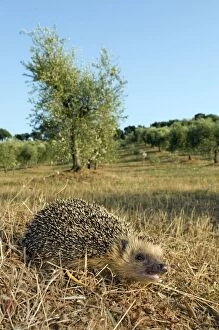 Images Dated 10th August 2010: European Hedgehog - in habitat - Tuscany - Italy