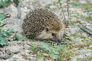 Images Dated 7th April 2009: European Hedgehog - pale morph, in olive grove, Alentejo region, Portugal