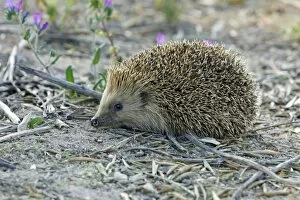 Images Dated 7th April 2009: European Hedgehog - pale morph, in olive grove, Alentejo region, Portugal