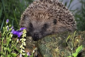 Images Dated 20th May 2007: European Hedgehog: UK to Eastern Europe and Mediterranean countries. Introduced to New Zealand