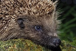 Images Dated 20th May 2007: European Hedgehog: UK to Eastern Europe and Mediterranean countries. Introduced to New Zealand
