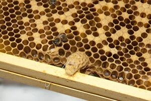 Images Dated 13th July 2012: European Honey Bees - Queen cell on frame
