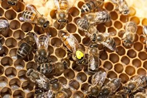 European Honey Bees - Queen with yellow marker