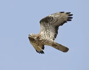 Images Dated 1st September 2010: European Honey Buzzard - adult male in flight - on migration across the straits of Gibraltar to