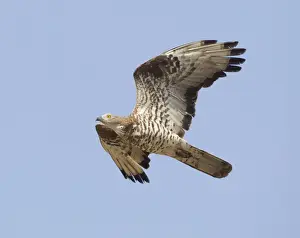 European Honey Buzzard - adult male in flight - on migration across the straits of Gibralter to Africa - September
