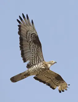 European Honey Buzzard - adult male in flight - on migration across the straits of Gibralter to Africa - September