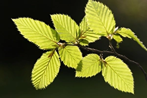 Images Dated 14th April 2007: European Hornbeam - close-up of leaves Alsace France
