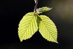 Images Dated 14th April 2007: European Hornbeam - close-up of leaves Alsace France