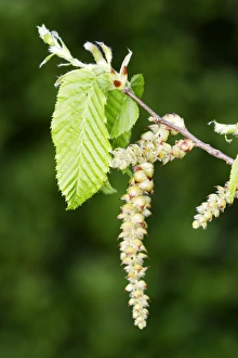 Images Dated 14th April 2007: European Hornbeam - close-up of seed catkins Alsace France