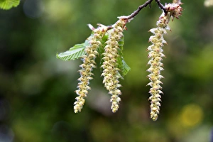Images Dated 14th April 2007: European Hornbeam - close-up of seed catkins Alsace France