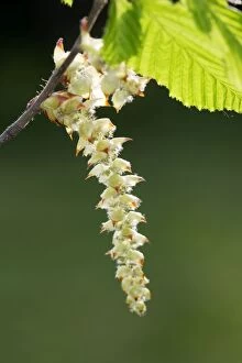 Images Dated 14th April 2007: European Hornbeam - close-up of seed catkins Alsace France
