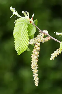 Catkin Prints: European Hornbeam - close-up of seed catkins Alsace France