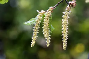 European Hornbeam - close-up of seed catkins Alsace France