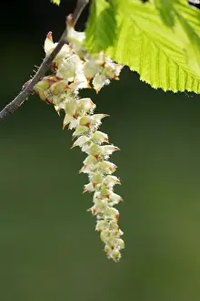 European Hornbeam - close-up of seed catkins Alsace France