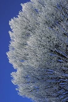 Betulus Gallery: European Hornbeam - Covered with frost