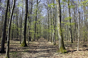 Images Dated 11th April 2007: European hornbeam and European Beech Alsace France