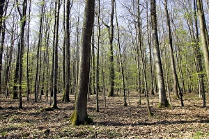 Images Dated 11th April 2007: European Hornbeam & European Beech forest Alsace France