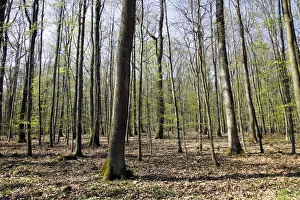 Hornbeam Prints: European Hornbeam & European Beech forest Alsace France