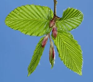 Betulus Gallery: European Hornbeam - leaf bud opening in spring