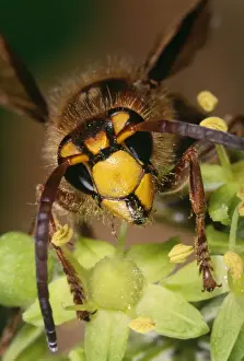 European Hornet