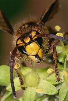 European Hornet - on Flower