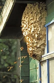 European Hornet - At nest on side of shed